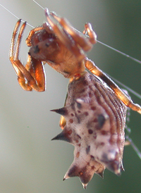 Spined Micrathena